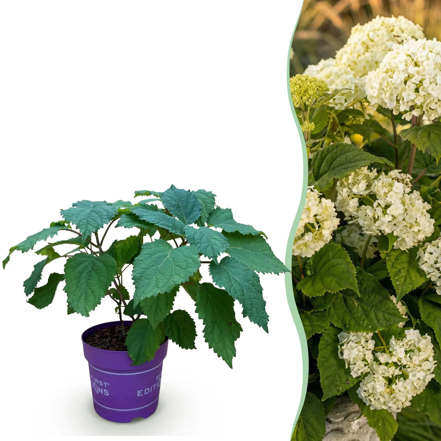 Plant and Stories FlowerWOW hortensia blanc pot 14 cm 1 plant