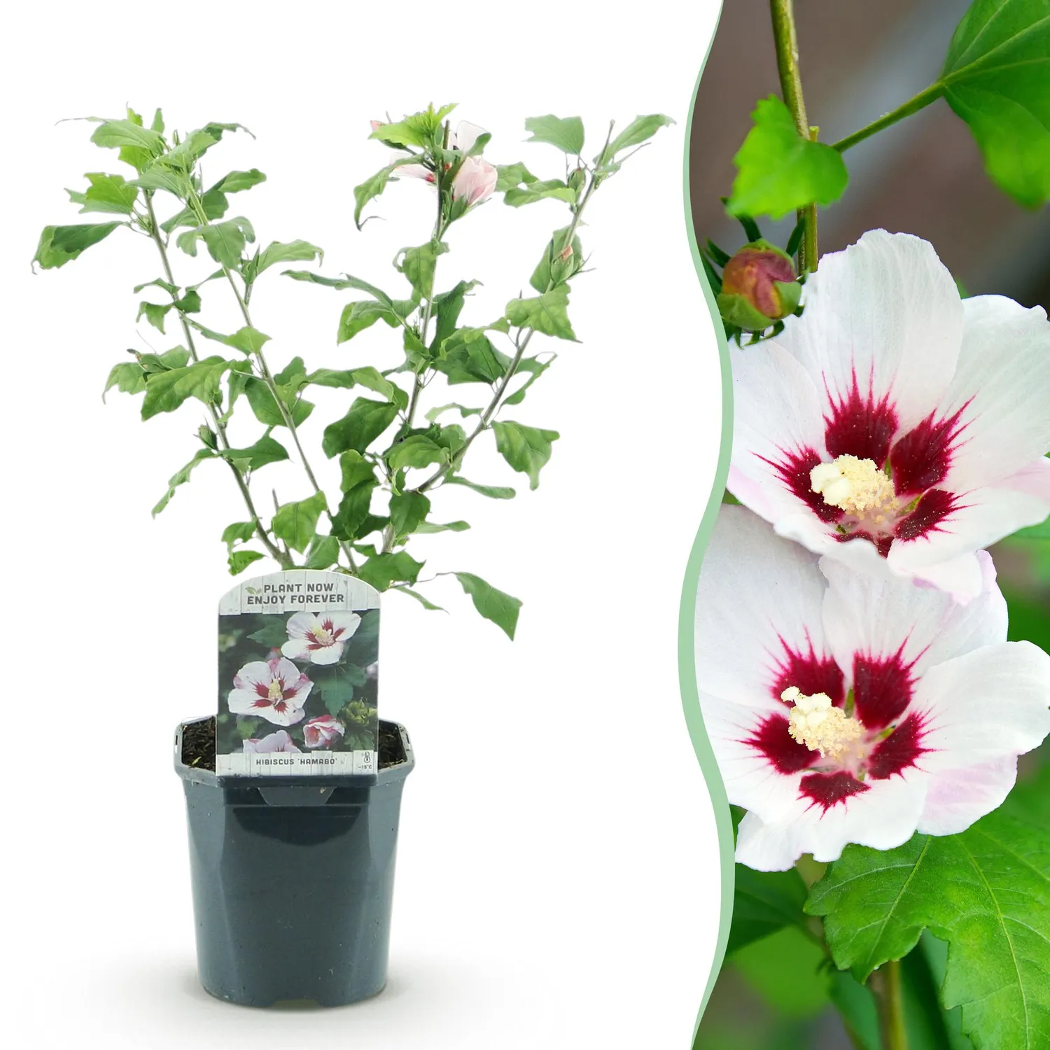 Plant and Stories Hibiscus Hamabo arbuste pot 17 cm 45 cm fleurs blanches