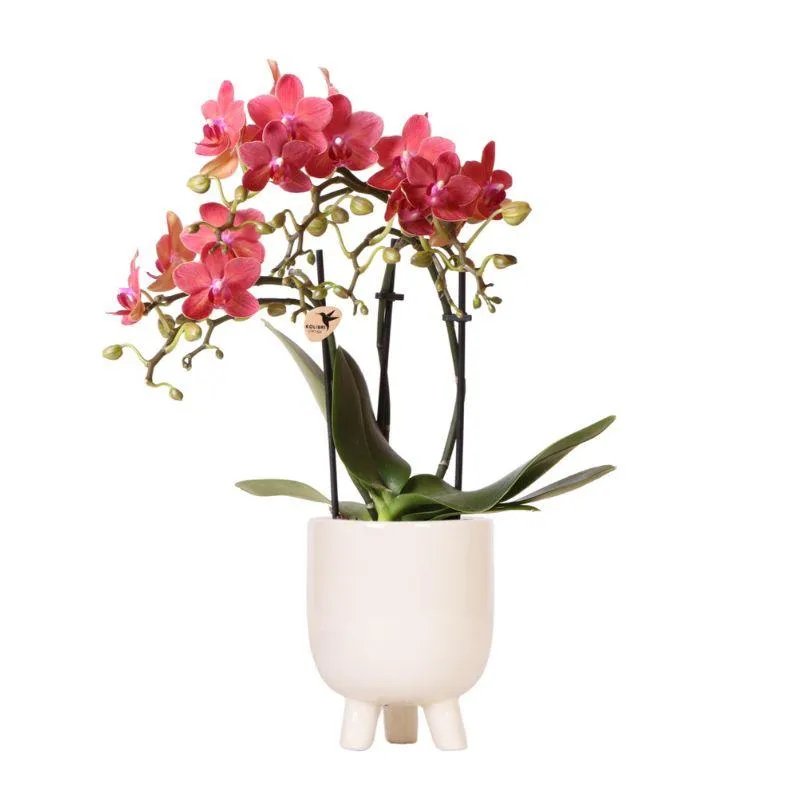 Plant and Stories Phalaenopsis Congo orchidée rouge pot 9 cm