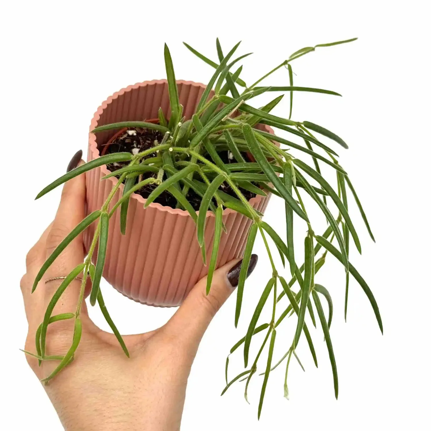 Plant and Stories Hoya Linearis pot 9 cm velouté