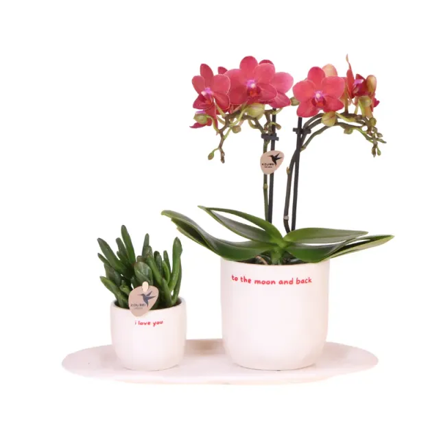 Plant and Stories Phalaenopsis Congo orchidée rouge coffret cadeau