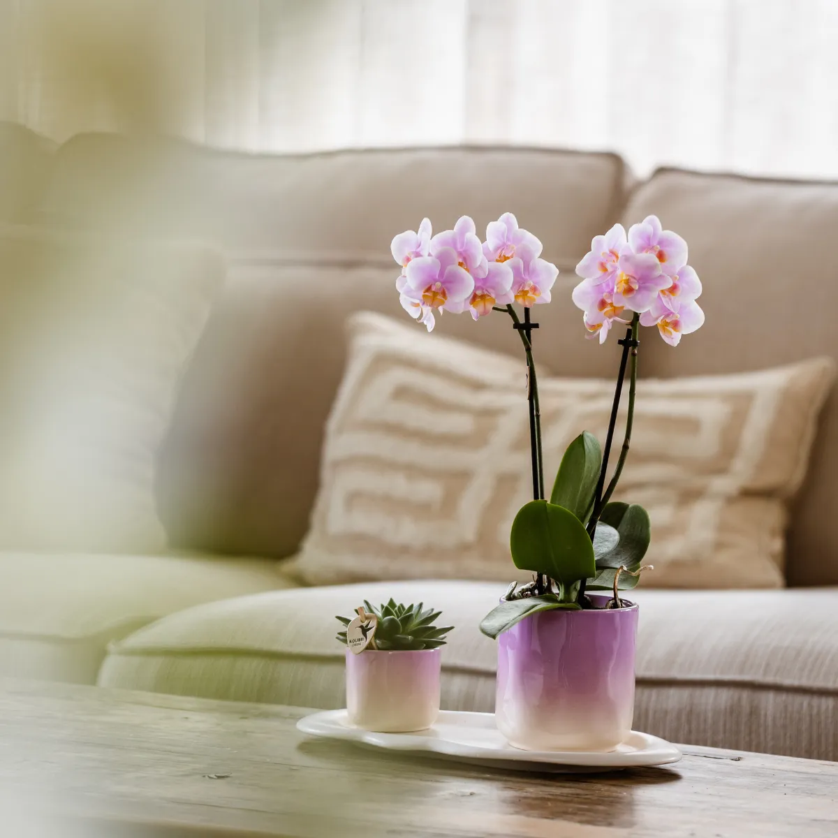 Plant and Stories Andorra orchidée Phalaenopsis coffret rose succulente