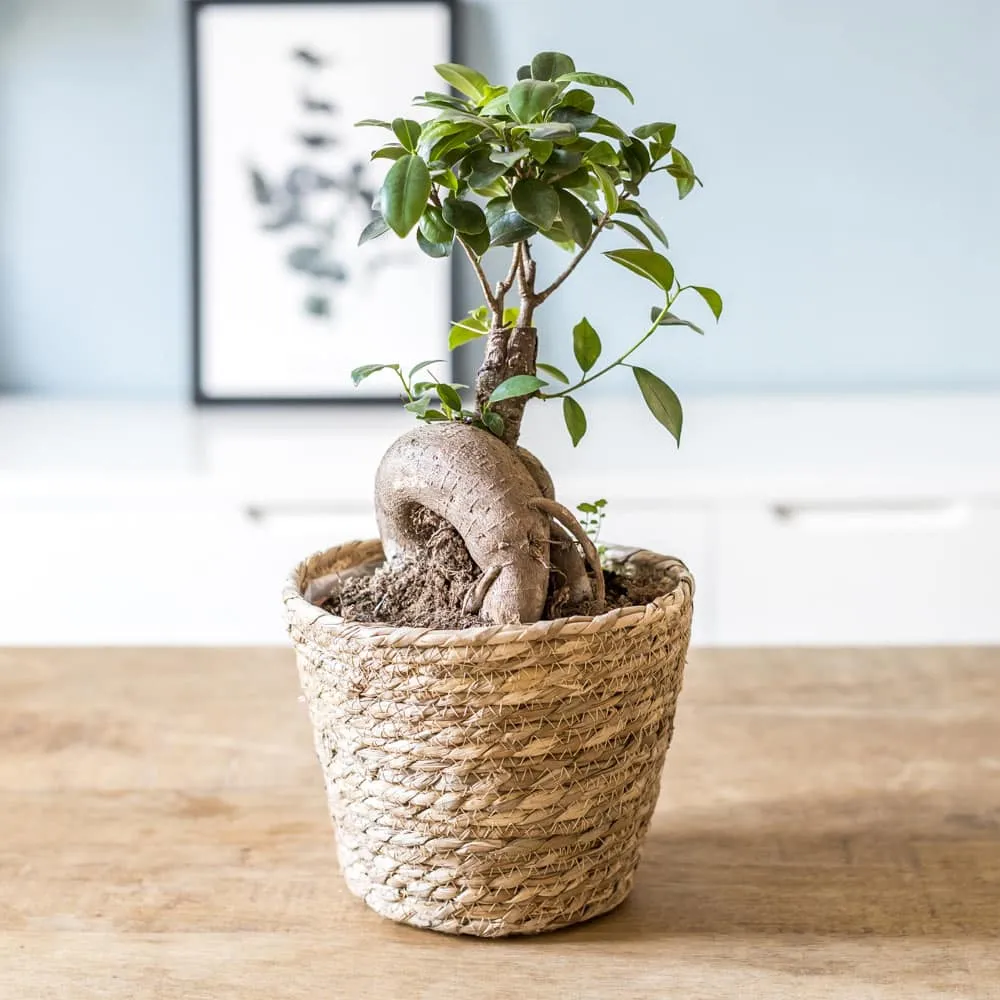 Réconciliation Végétale Fernand ficus microcarpa ginseng plante bonsaï