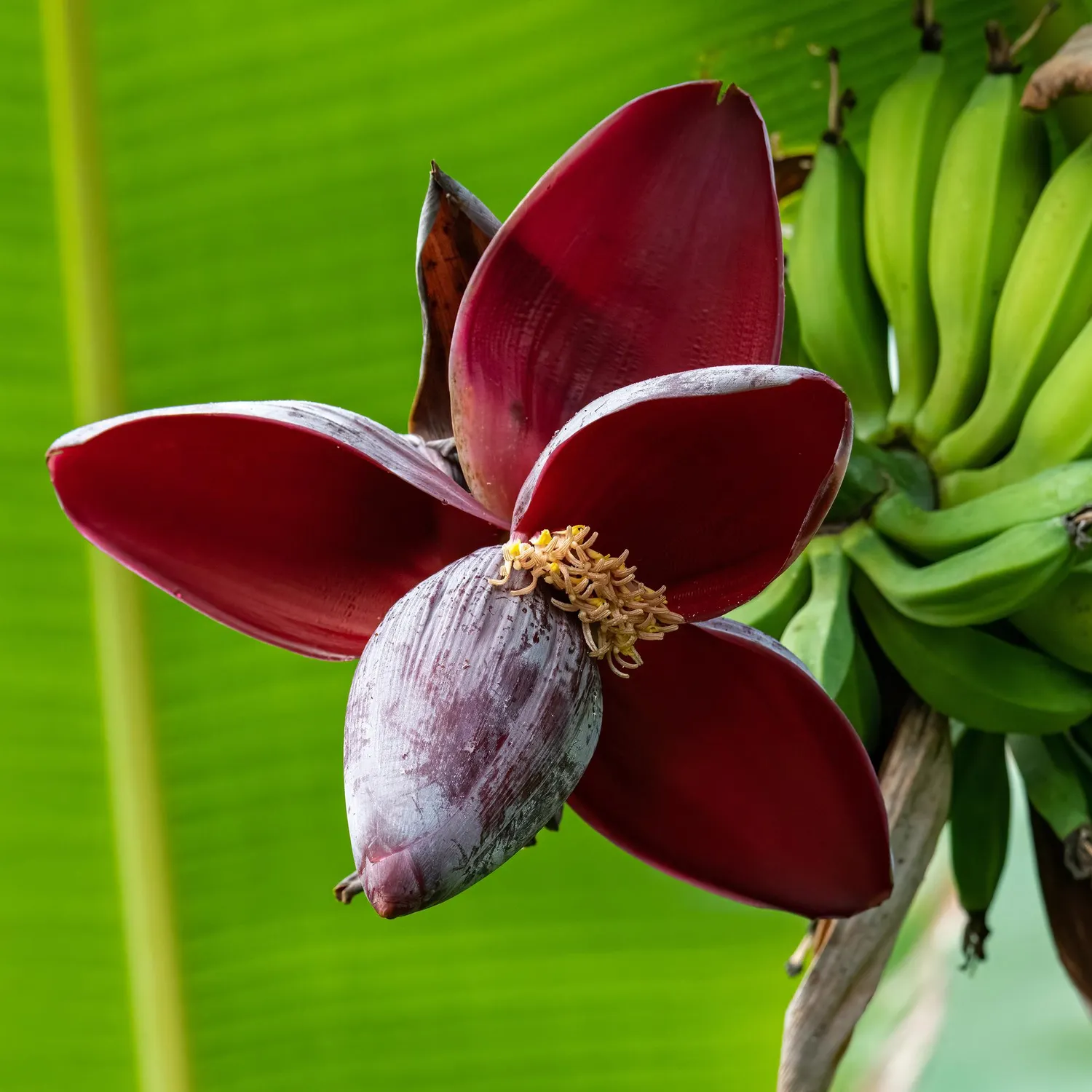 Plant and Stories Musa Red Tiger bananier 2 plants pot 12 cm feuille rouge