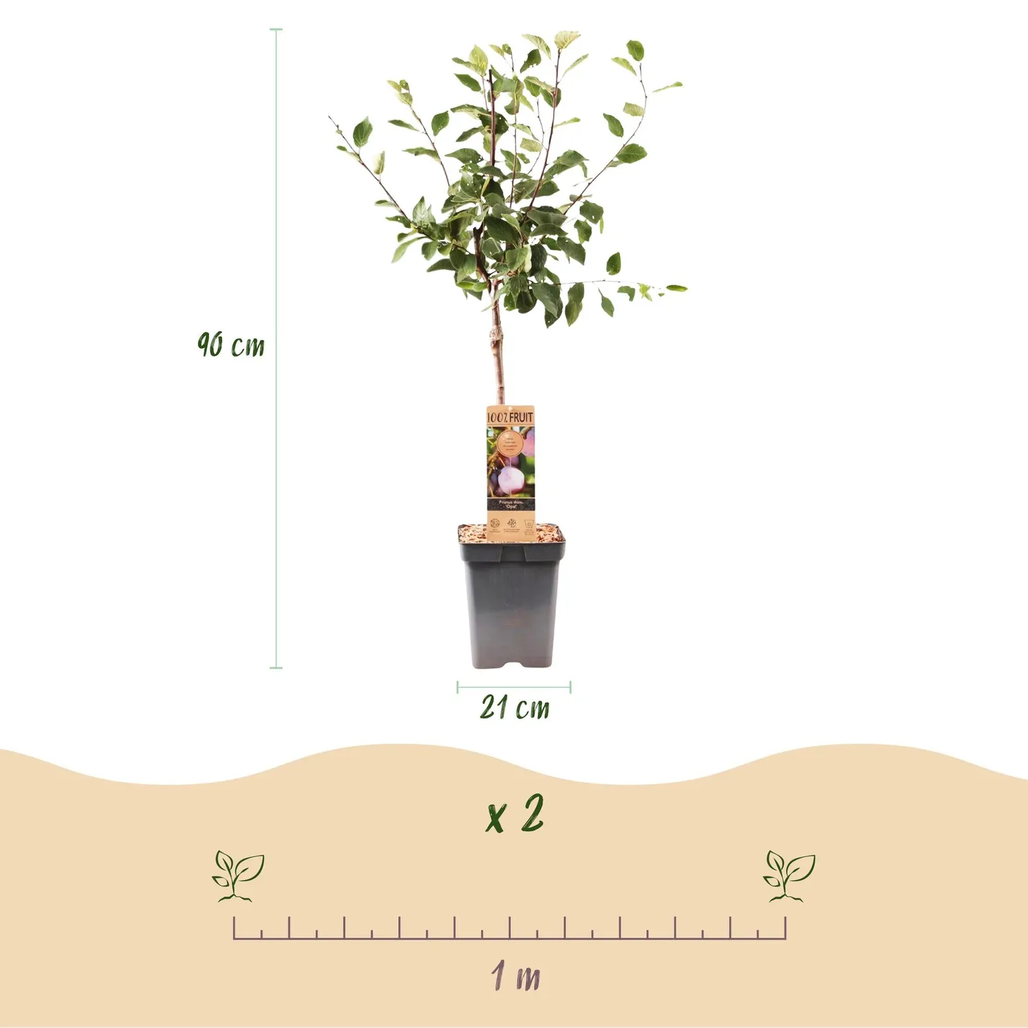 Plant and Stories Prunier Opal fruitier pot 21cm hauteur 90cm