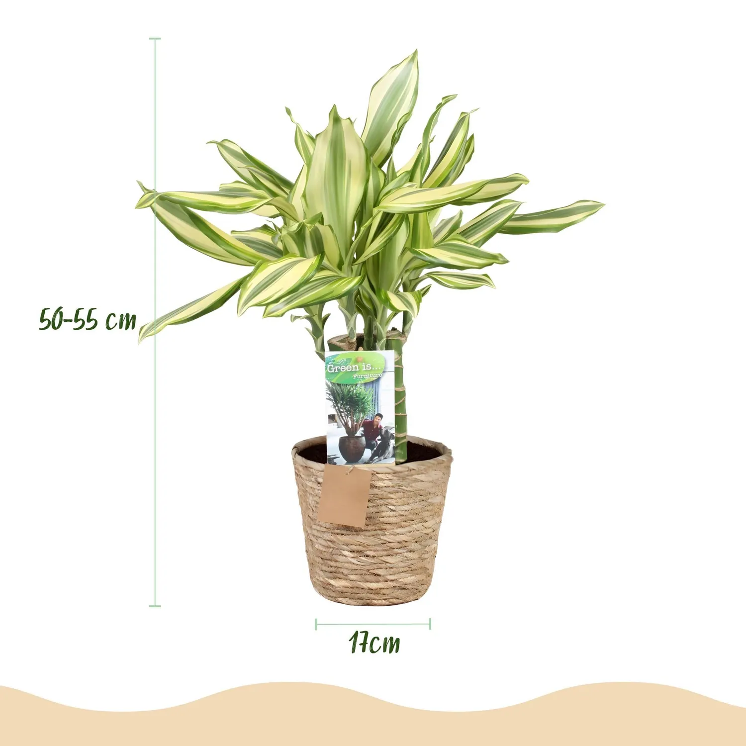 Plant and Stories Dracaena fragrans Diamond Dream pot 17cm 50-55cm