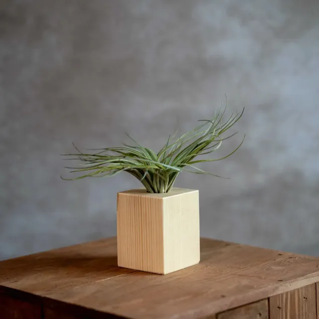 Airplantshop socle bois + Tillandsia plante aérienne déco
