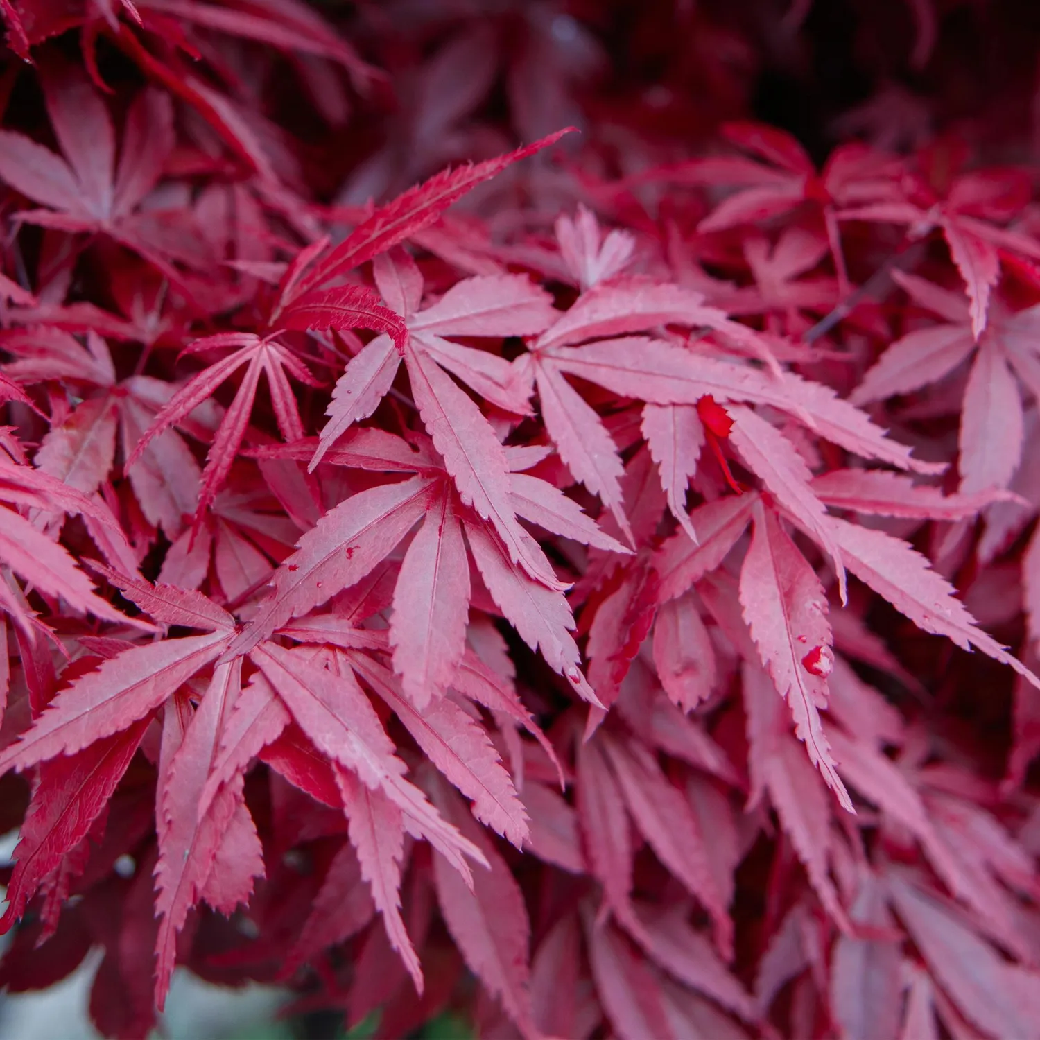 Plant and Stories Acer Skeeter's Broom érable du Japon pot 26 cm