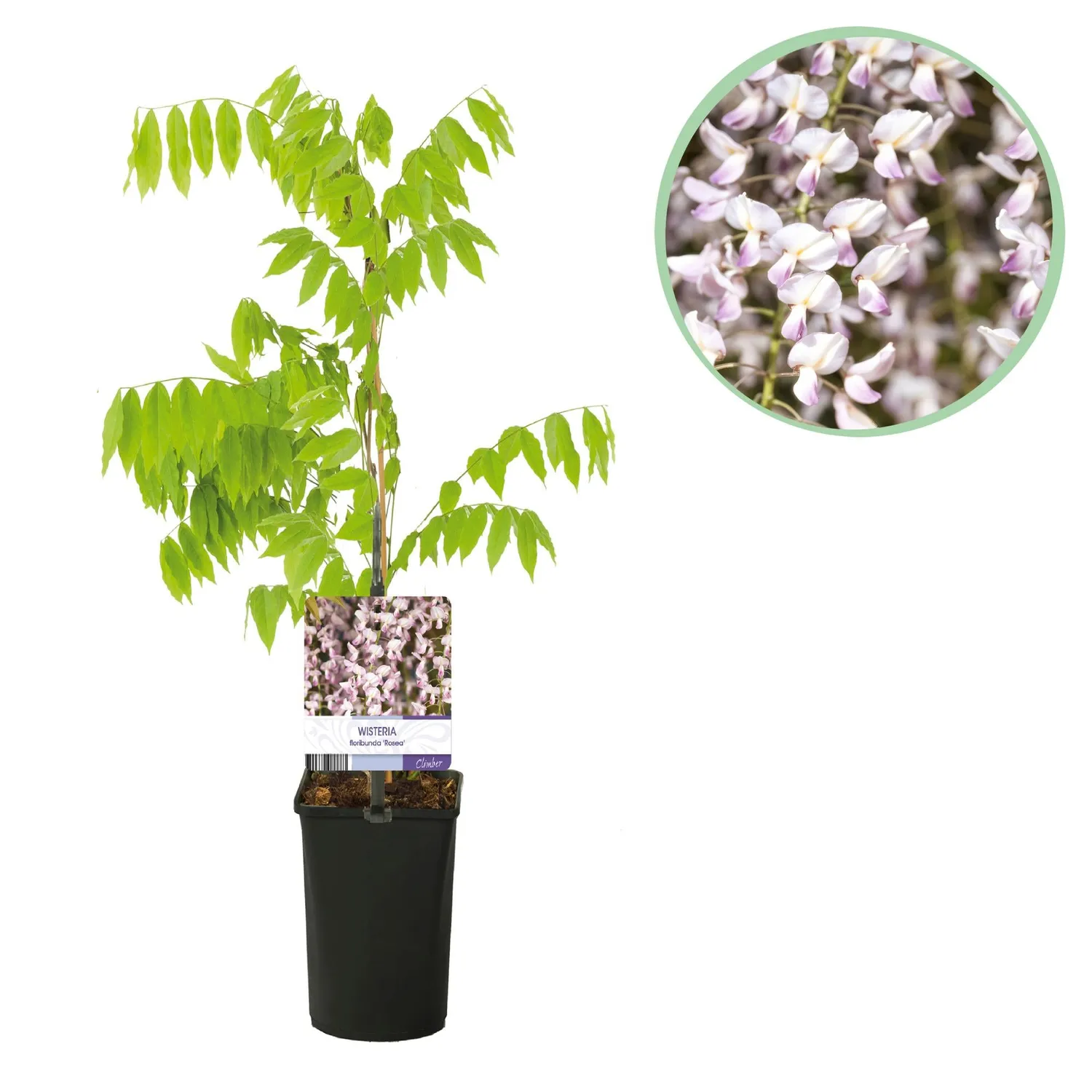 Plant and Stories Rosea glycine rose parfumée pot 11 cm 40 cm