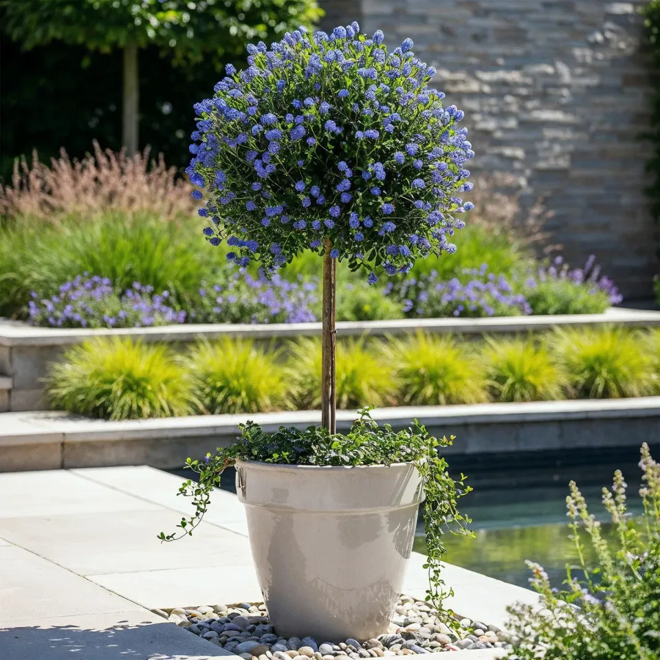 Plant and Stories Céanothe Victoria arbuste pot 19 cm 90 cm violet