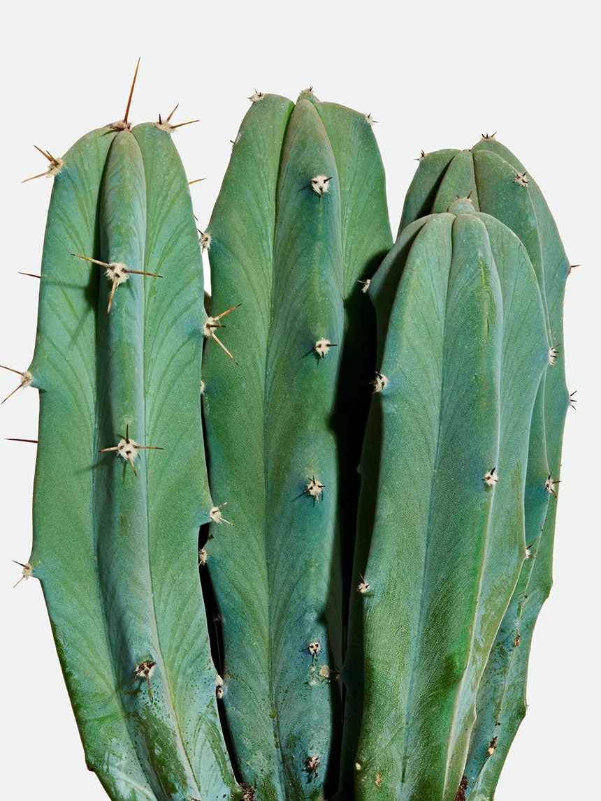 By Charlot Le Poète cactus XS Myrtillocactus 8-10 cm