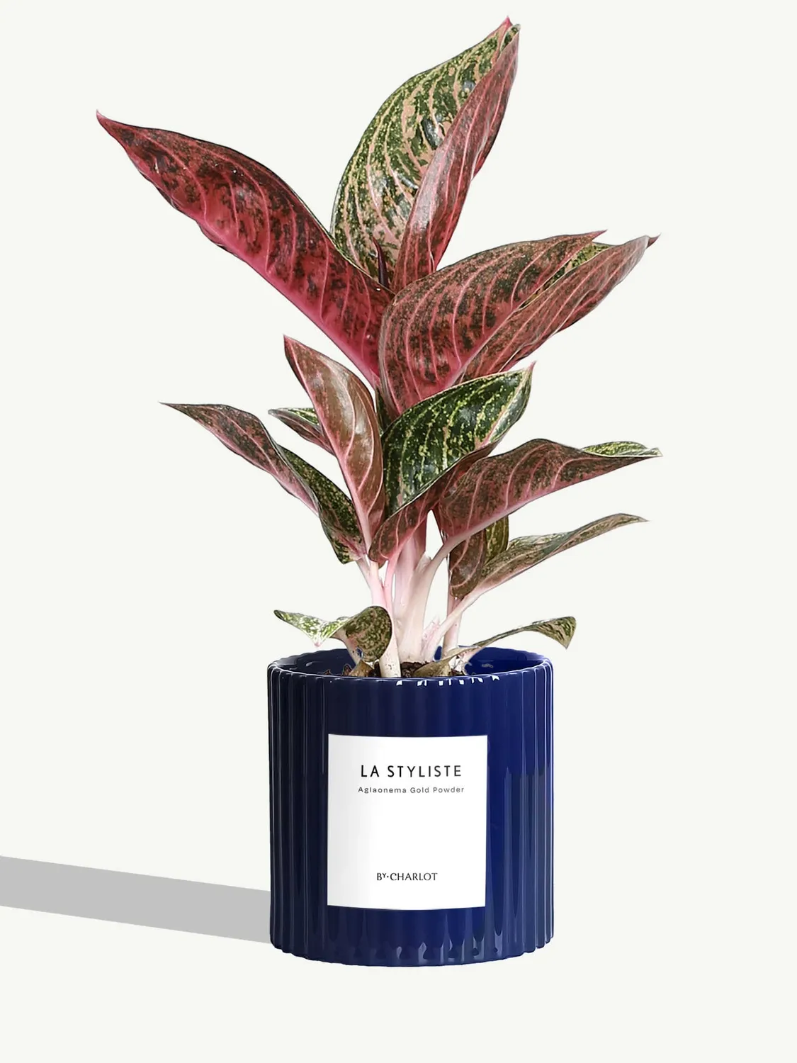By Charlot La Styliste plante verte facile d'entretien