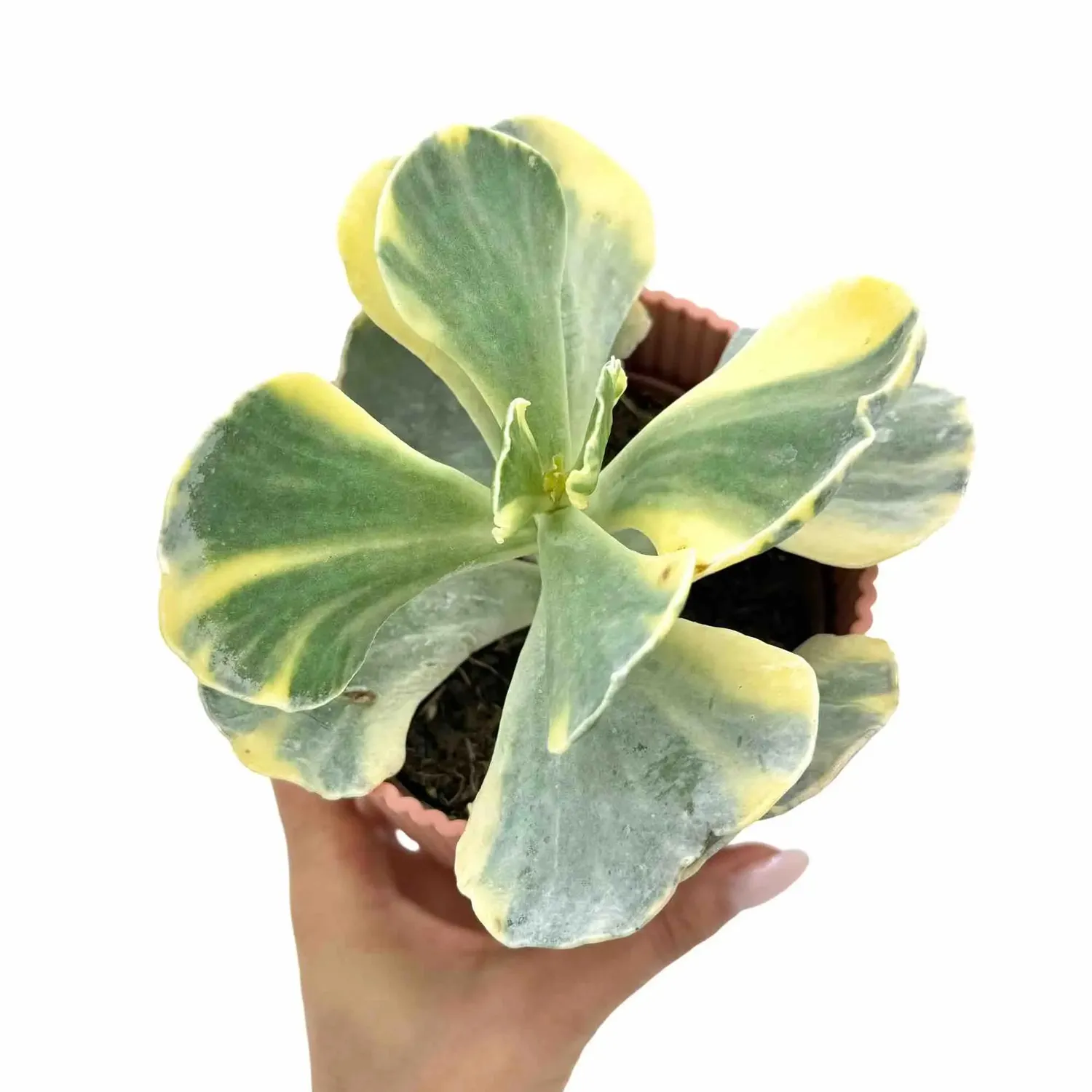 Plant and Stories Cotyledon Undulatum Variegata succulente 10,5cm