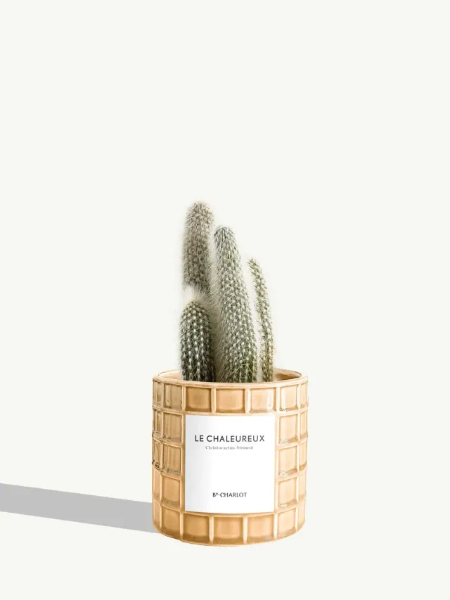 By Charlot Le Chaleureux cactus cierge pot 10 cm