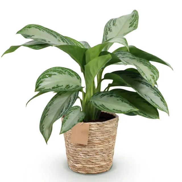 PLANT AND STORIES Silver Bay aglaonema argenté 70 cm panier