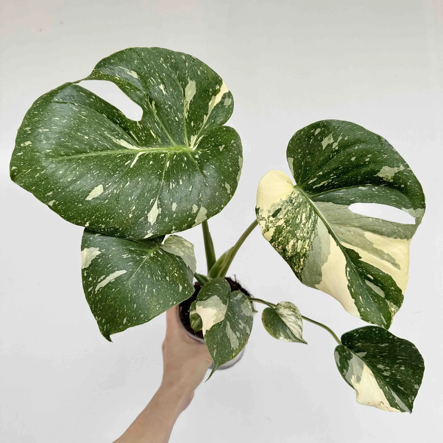 Monstera Thai Constellation plante pot 9 cm étoilée