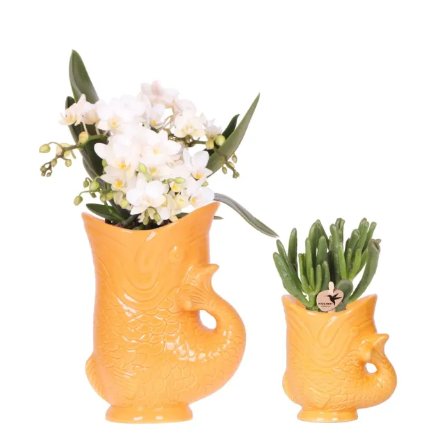 Plant and Stories Nazaré orchidée blanche 9 cm coffret succulente