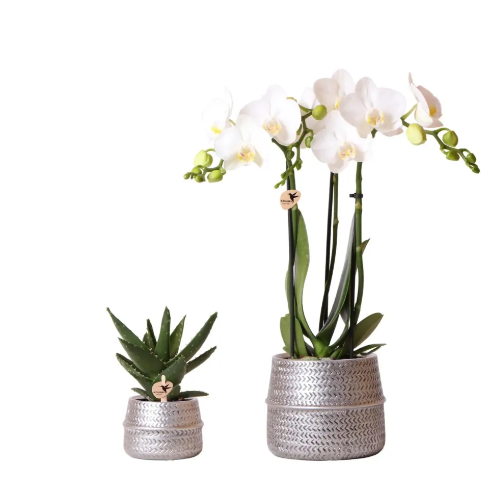 Plant and Stories Amabilis orchidée blanche coffret succulente argenté
