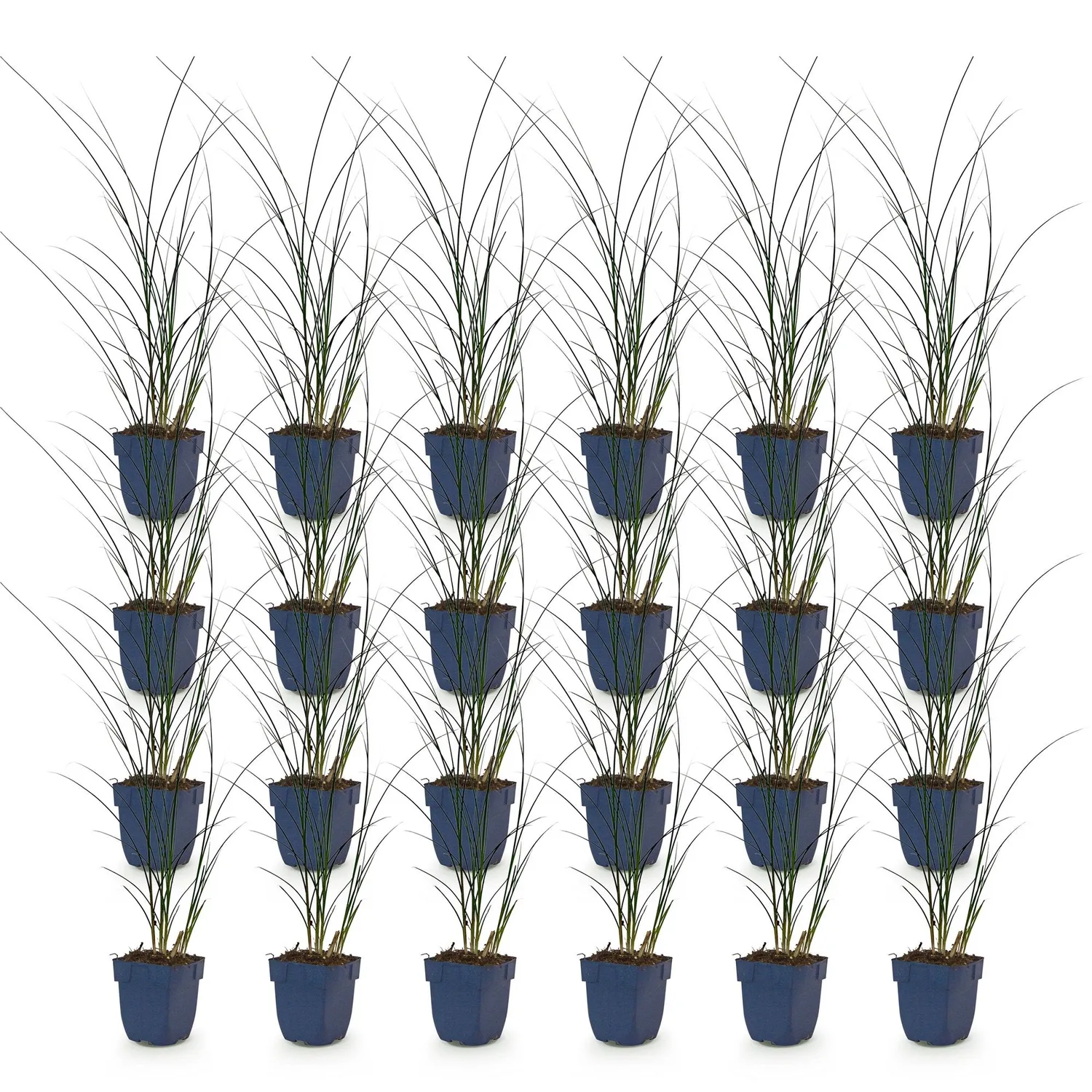 Plant and Stories Miscanthus Gracillimus graminée pot 11cm lot 6 plants