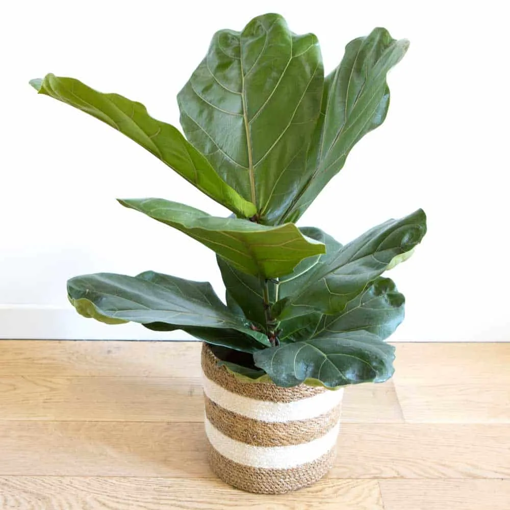 Réconciliation Végétale Antoine ficus lyrata plante verte feuillage large