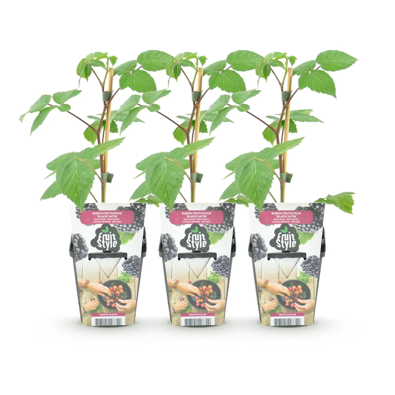 Plant and Stories Black Satin mûrier sans épines 3 plants pot 9 cm