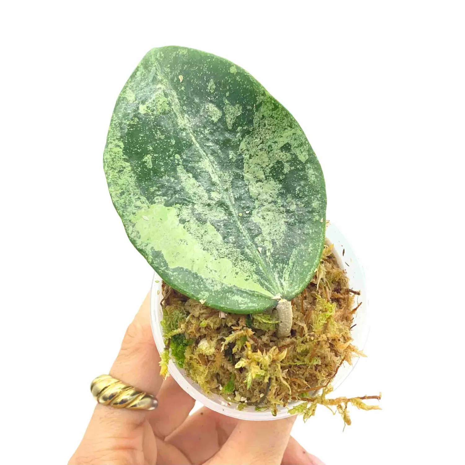 Plant and Stories Hoya Verticillata Nganjuk Plante Pot 6cm Grimpante