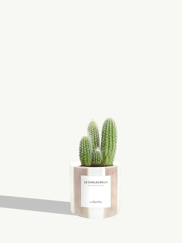 By Charlot Le Chaleureux cactus cierge XS pot 8 cm