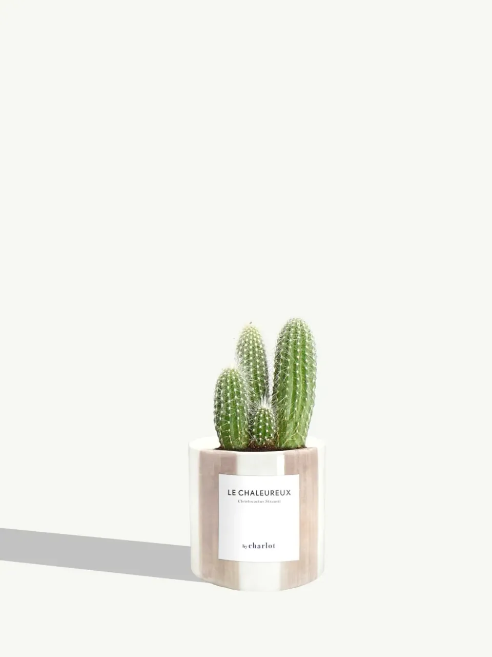 By Charlot Le Chaleureux cactus cierge XS pot 8 cm