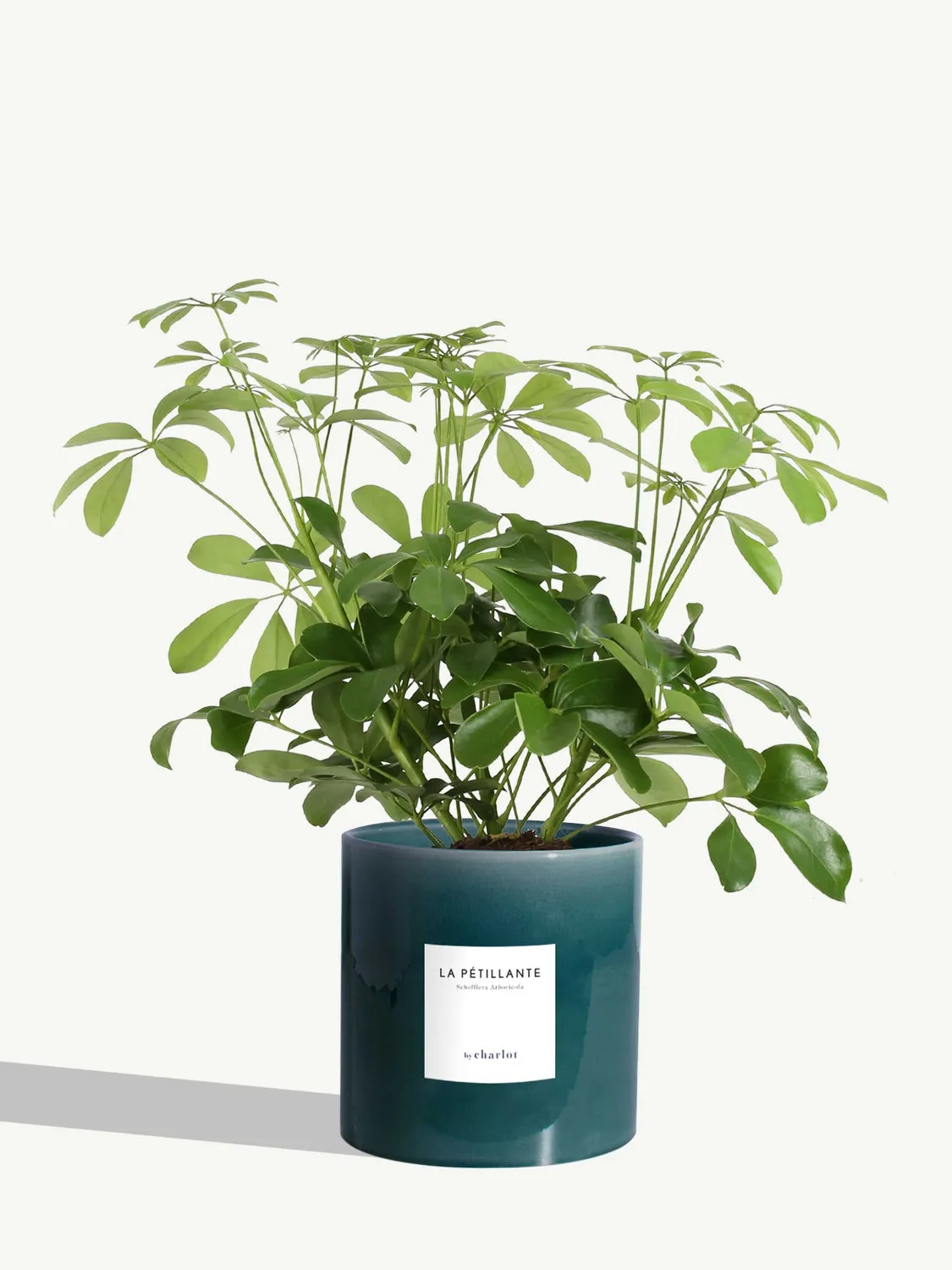 By Charlot La Pétillante plante schefflera M pot 14 cm