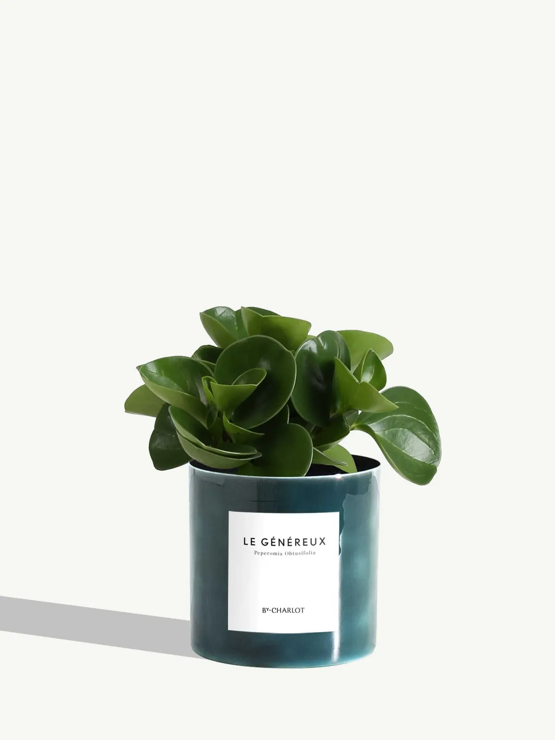 By Charlot Le Généreux plante peperomia pot 10 cm
