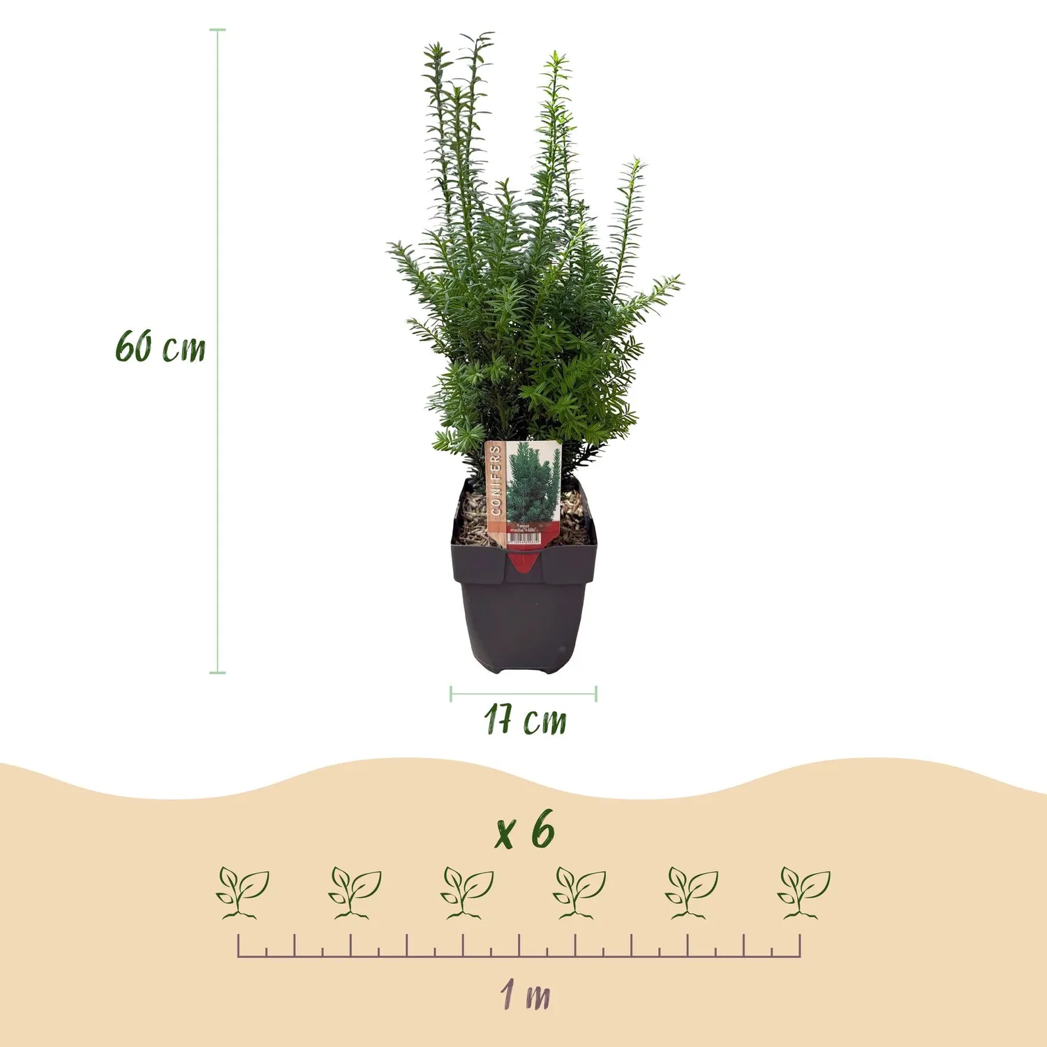 Plant and Stories If de Hill Taxus haie 6 plants
