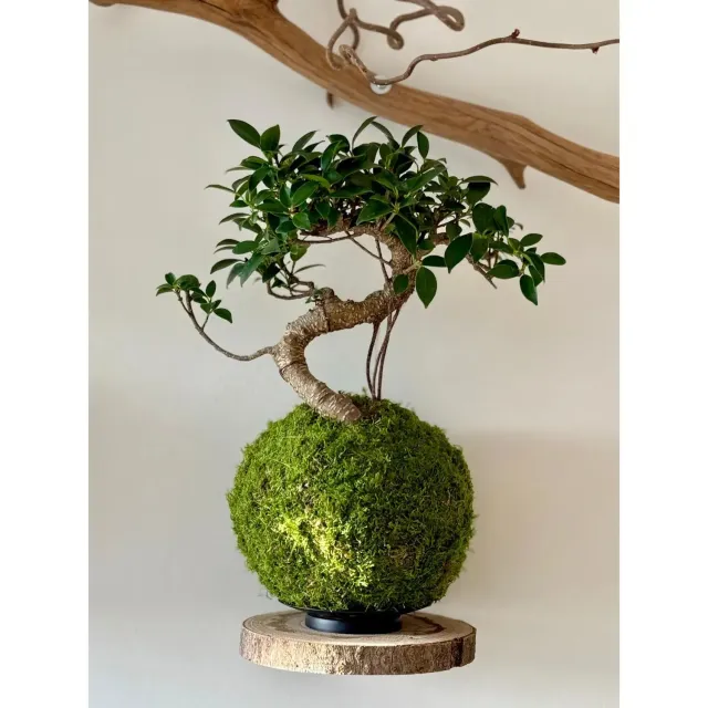 Oh My Green Ficus Retusa kokedama mousse taille L lumineux