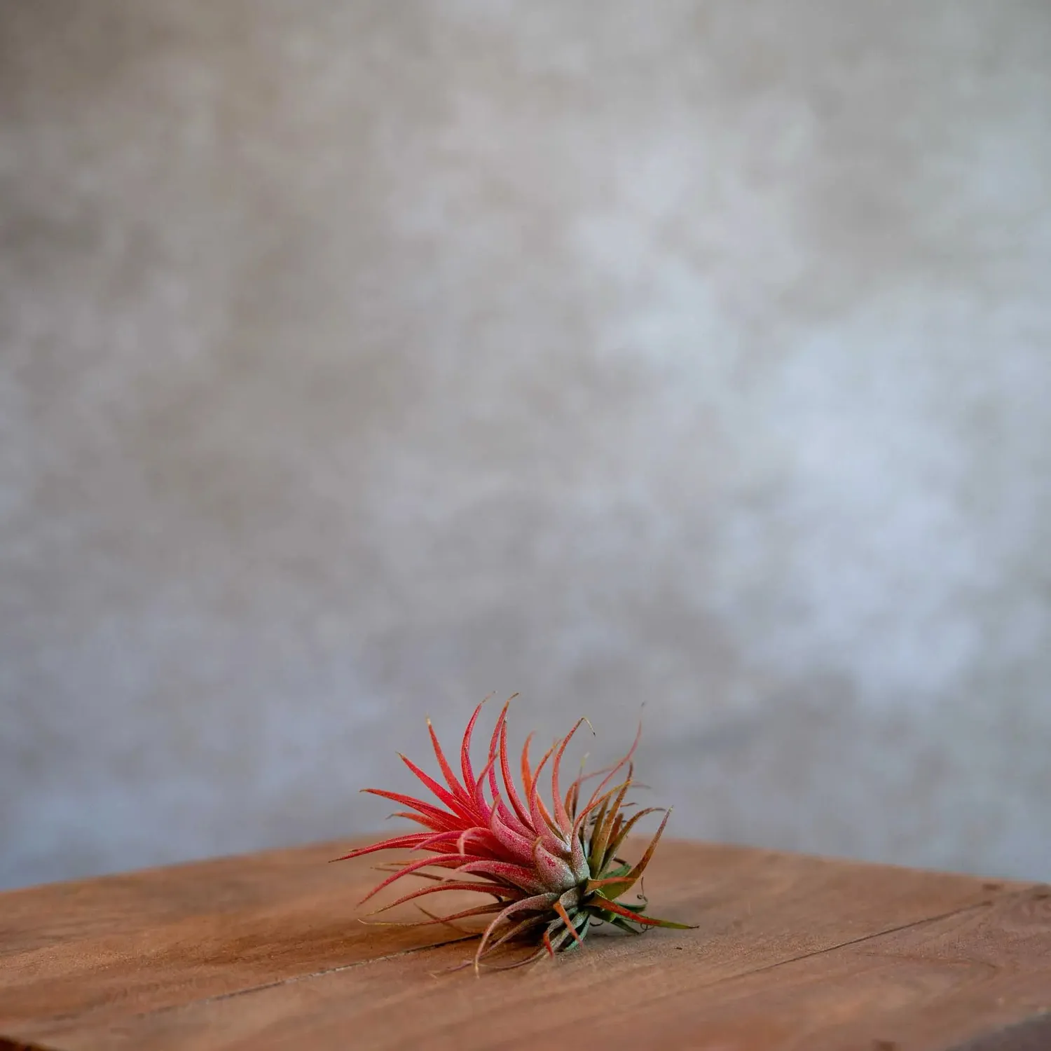 Airplantshop Ionantha rouge plante aérienne teintée