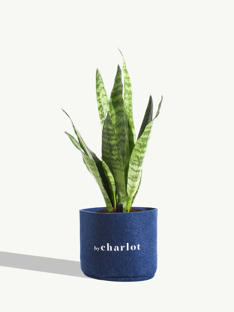 By Charlot Le Flambeur sansevieria 25 cm plante