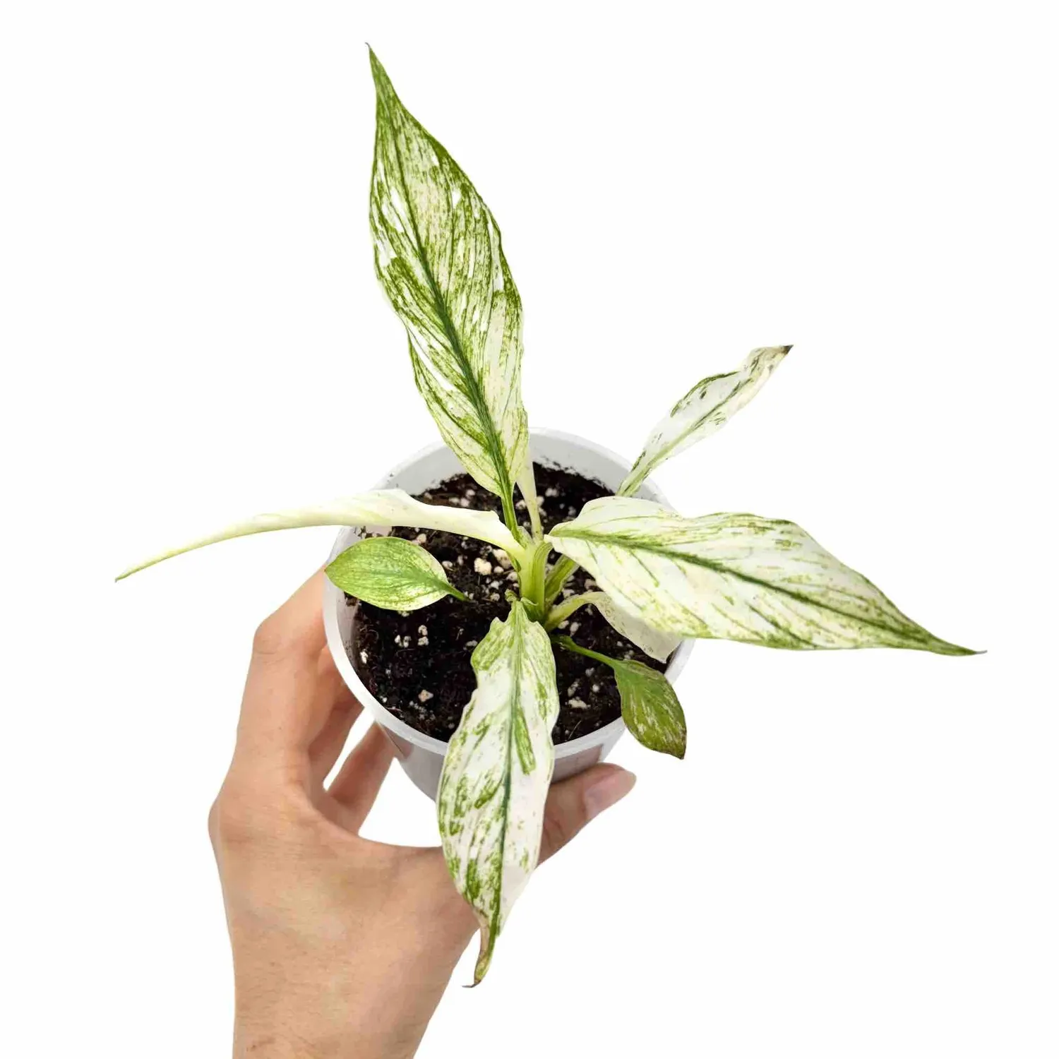 PLANT AND STORIES Sensation Variegata spathiphyllum pot 6 cm panaché