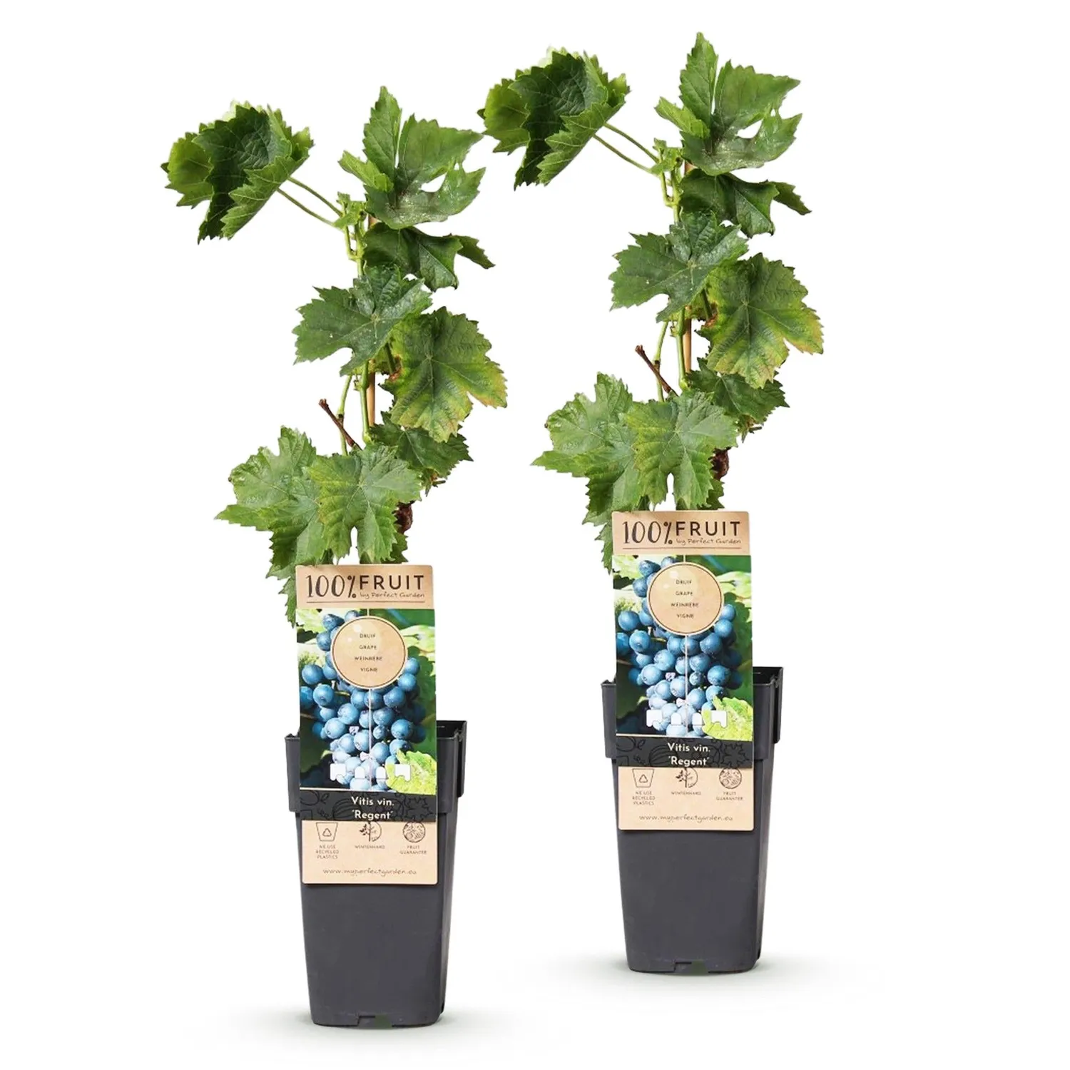 Plant and Stories Vigne Regent Vitis raisin lot 2 plein soleil