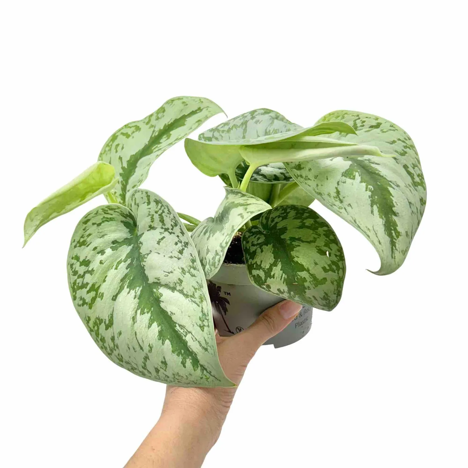 PLANT AND STORIES Scindapsus Pictus Exotica plante pot 6cm
