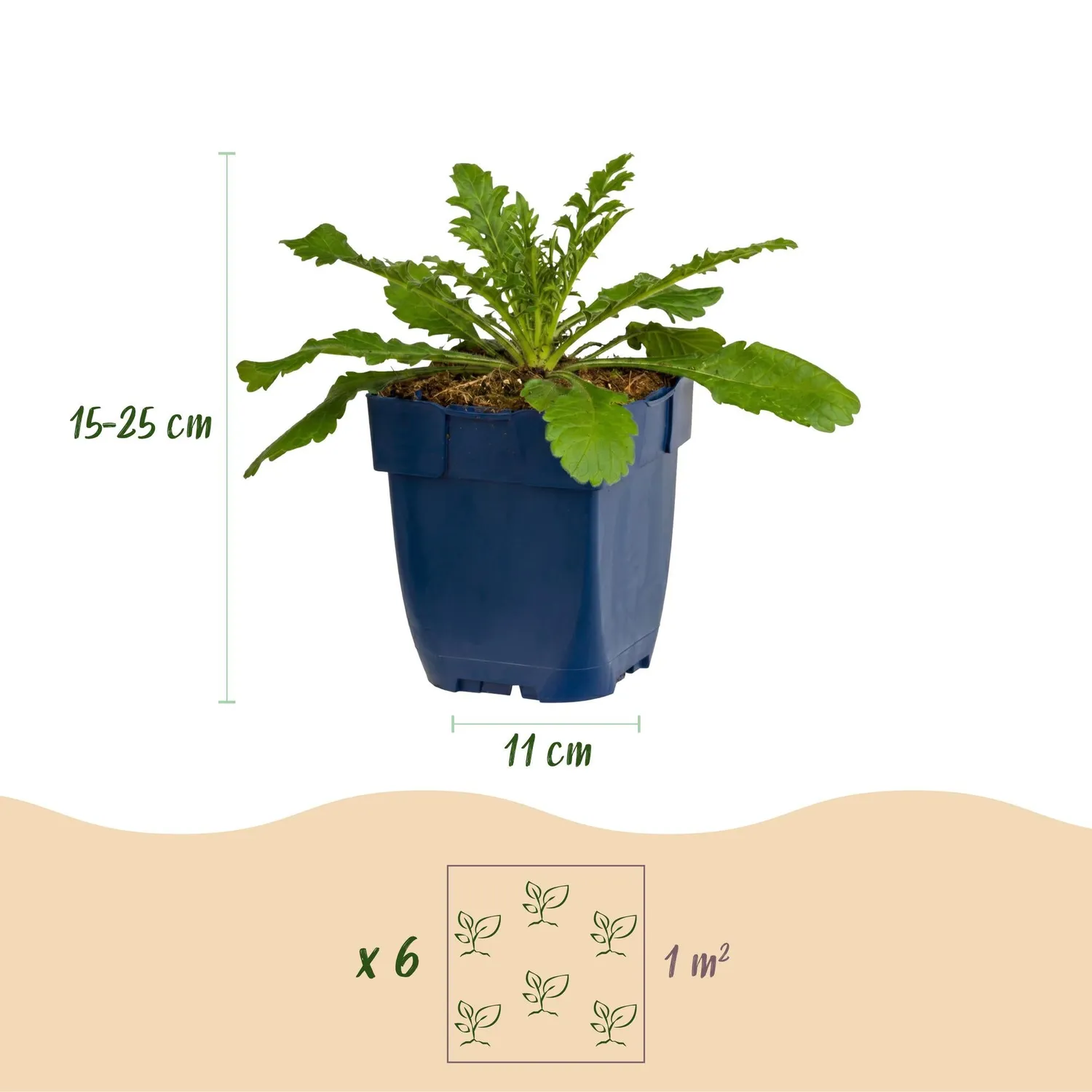 Plant and Stories Pink Mist scabieuse vivace 1 plant rose