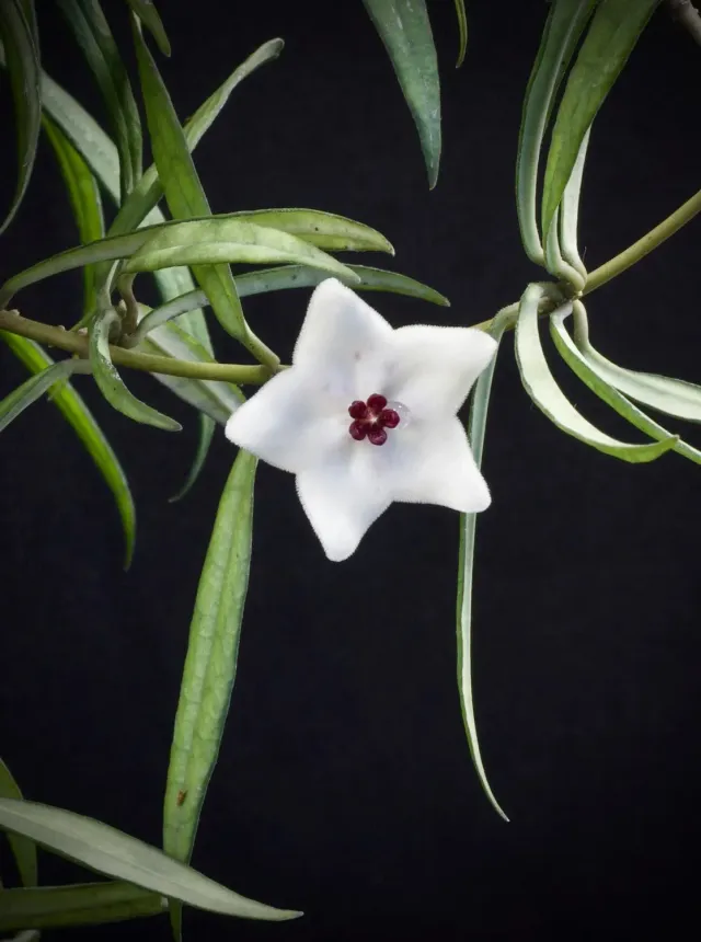 Plant and Stories Hoya Pauciflora plante intérieur pot 9 cm rare