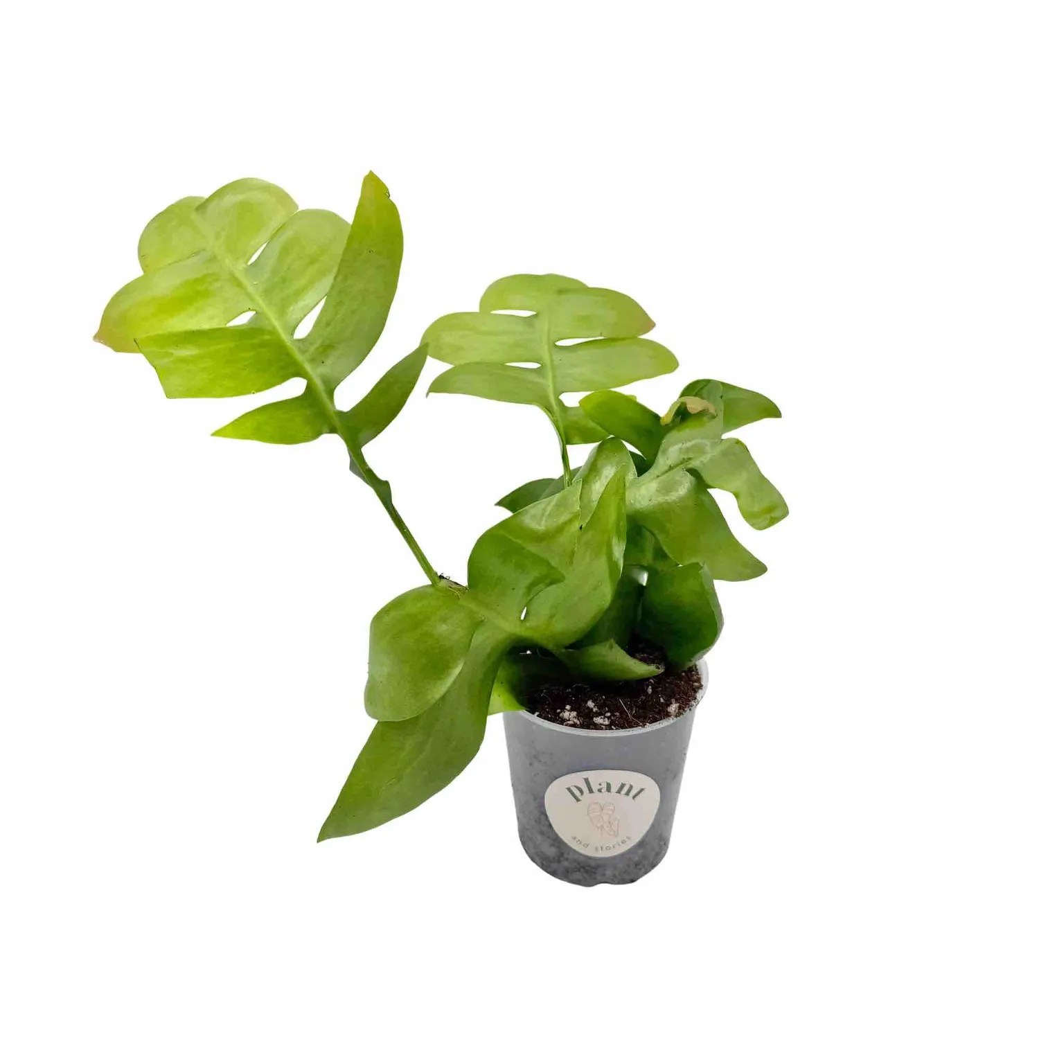 Plant and Stories Epiphyllum Chrysocardium cactus pot 12 cm retombant