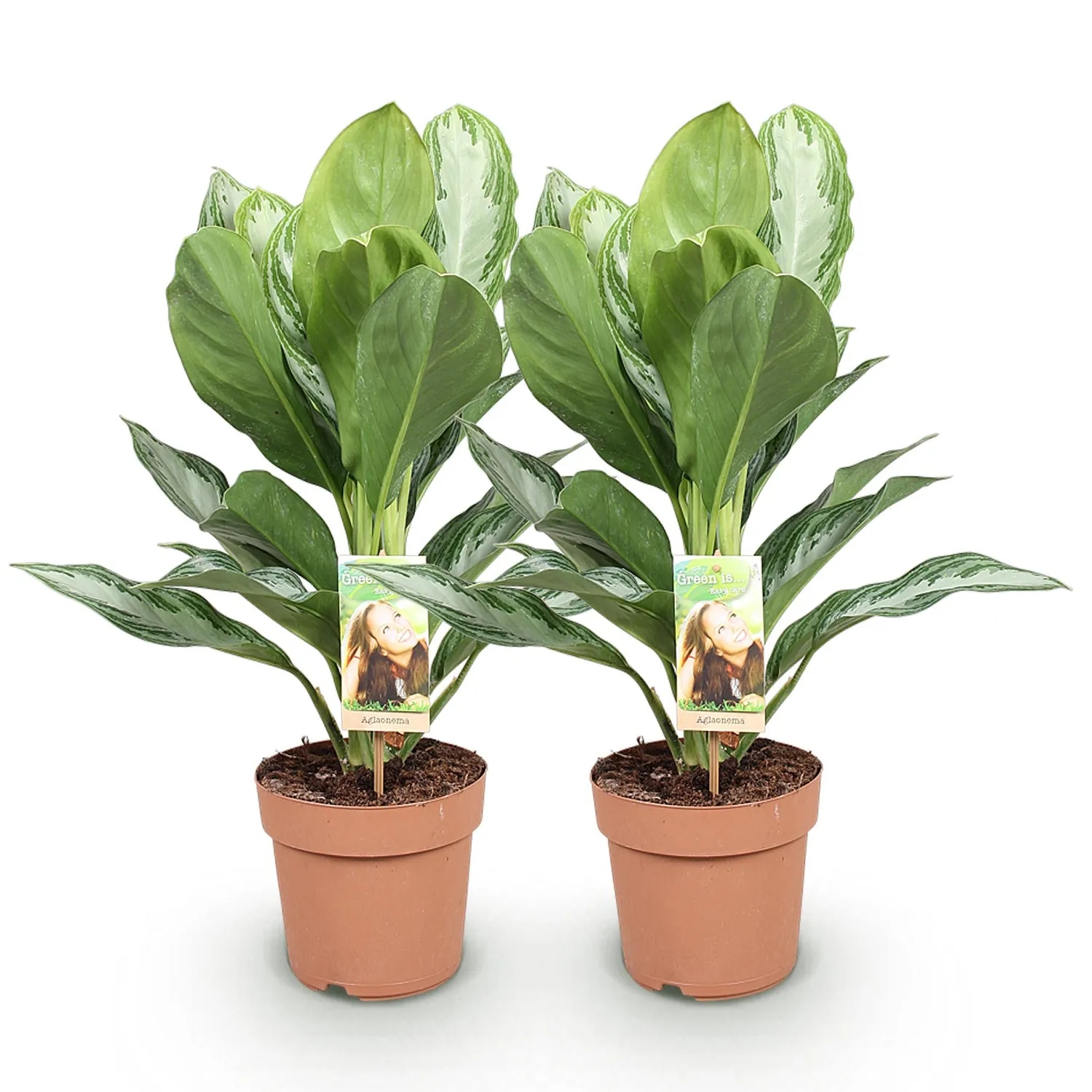PLANT AND STORIES Silver Bay aglaonema argenté 70 cm panier