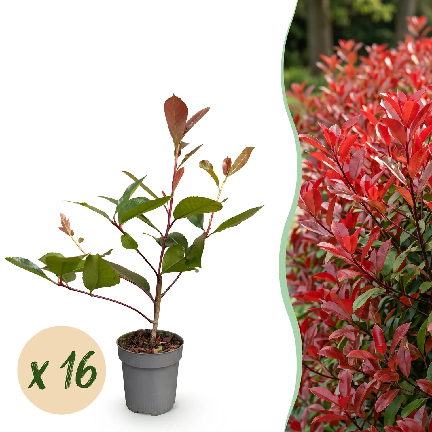 Plant and Stories Red Robin photinia haie 8 plants pot 9 cm