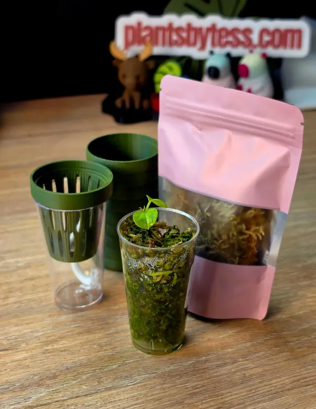 plant.ess Anthurium Portillae kit semis + pot auto-arrosant