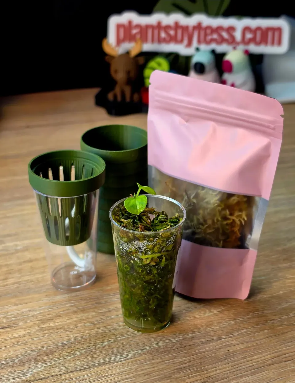 plant.ess Anthurium Portillae kit semis + pot auto-arrosant