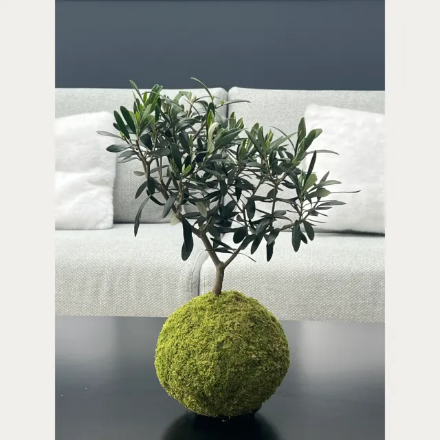 Oh My Green Olivier kokedama taille L plein soleil