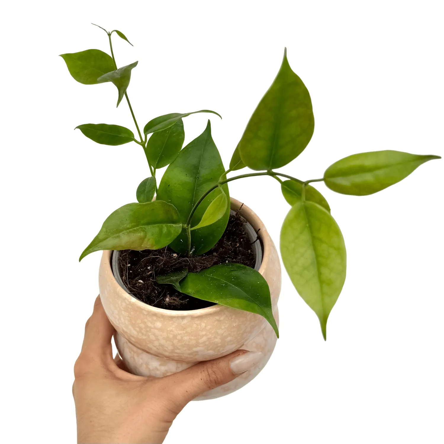 Plant and Stories Paziae hoya plante pot 10,5 cm velours