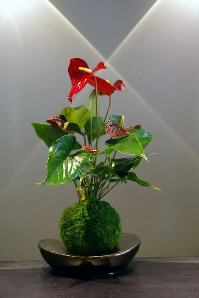 AQUAPHYTE Gatun Aka Ni kokedama anthurium rouge