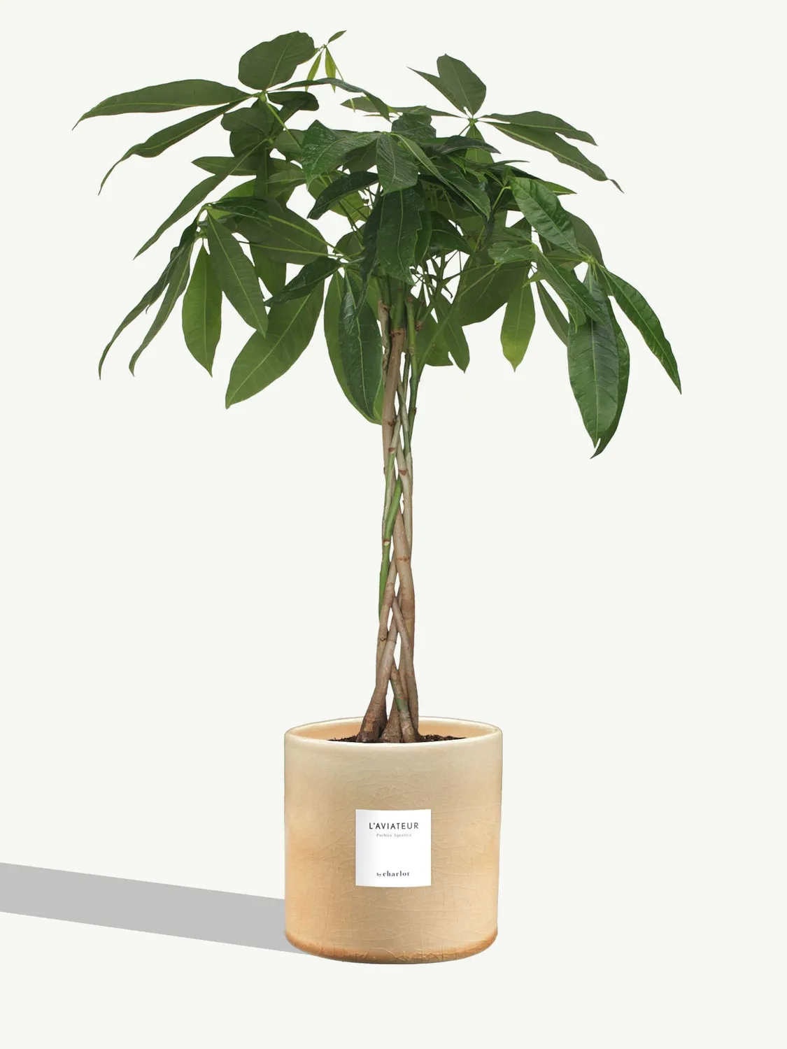 By Charlot L'Élégante grande plante ficus 18 cm
