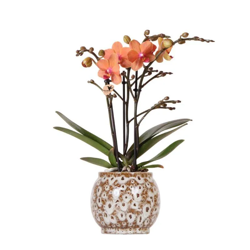 Plant and Stories Mineral Bolzano orchidée pot 9 cm orange cache-pot