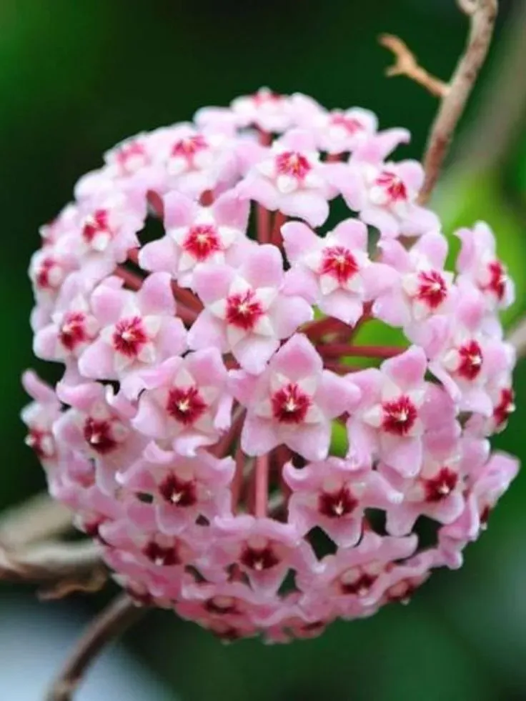 Plant and Stories Hoya Compacta Mauna Loa plante pot 6cm